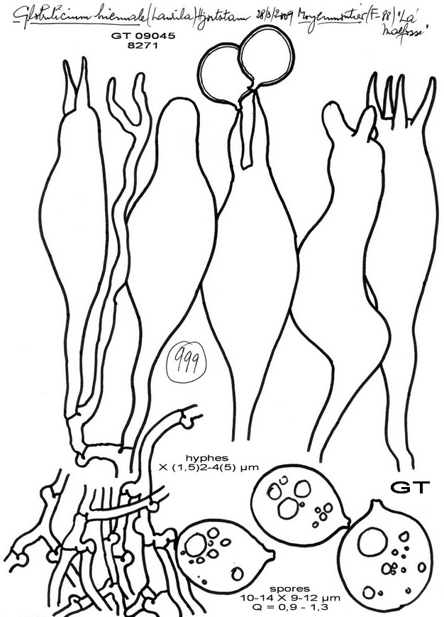 Globulicium hiemale
